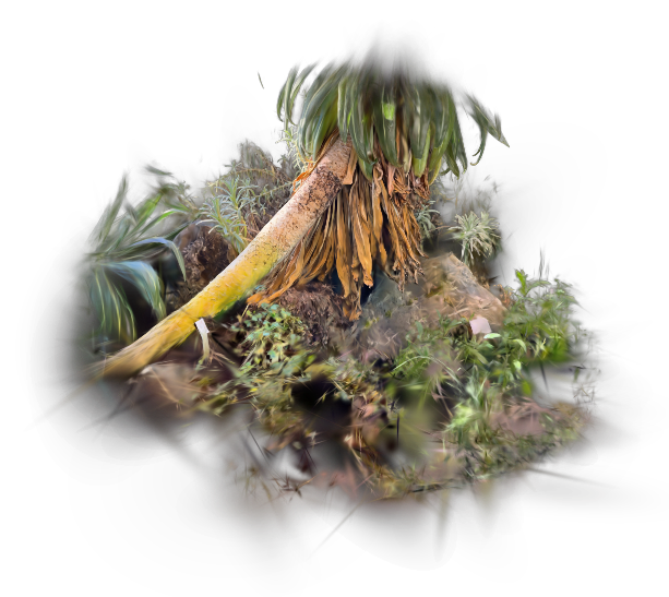 Äthiopischer Schopfbaum
