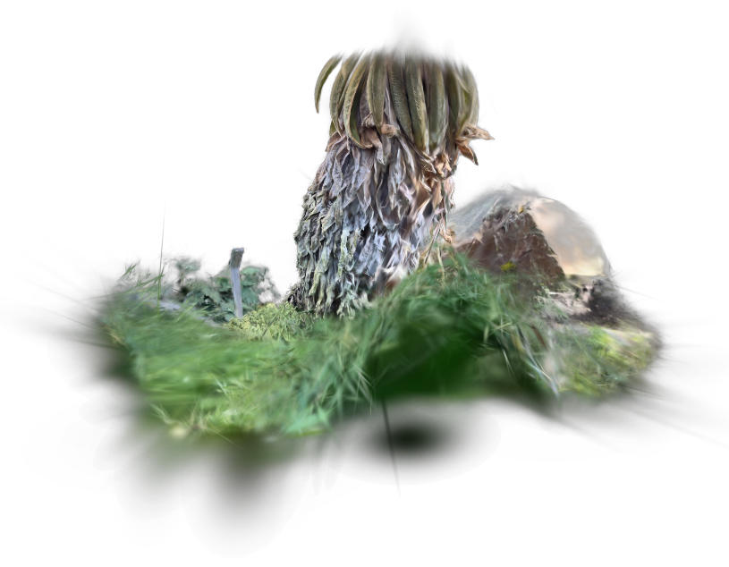 Frailejón
