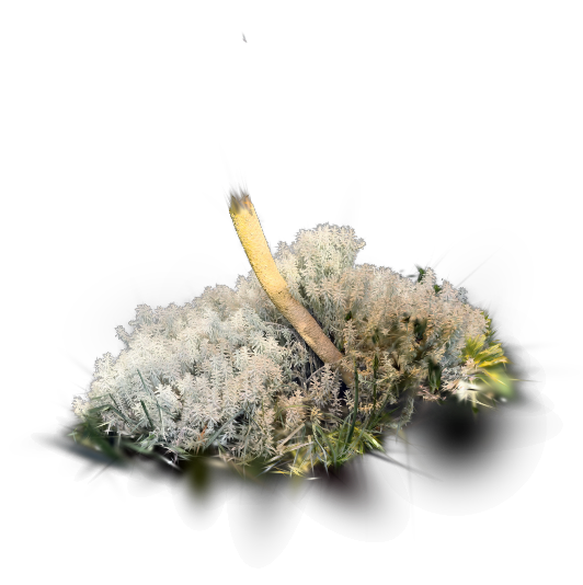 Strohblume